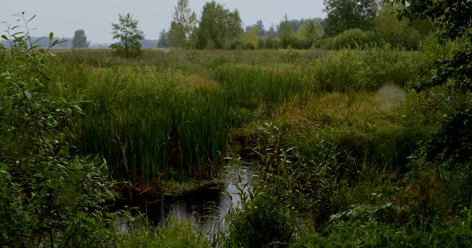 Close view at pond in rainy day at Perehod tourist educational path in Polesie National Park. Poland, Europe.