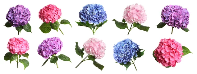 Deurstickers Set with delicate beautiful hortensia flowers on white background. Banner design © New Africa