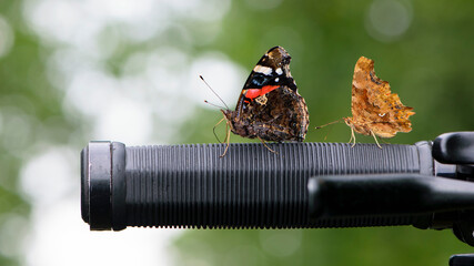 Vanessa atalanta and Polygonia c-album. beautiful butterfly with colorful wings. The insect sits on...