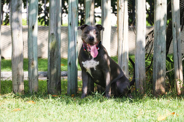 Pit bull dog playing in the park. Grassy area for dogs with exercise toys.