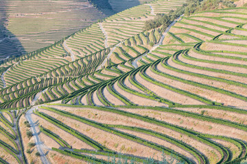 Fototapeta na wymiar Aerial view of the terraced vineyards in romantic sunset in the Douro Valley near the village of Pinhao. Concept for travel in Portugal and most beautiful places in Portugal Port wine wine farm Unesco
