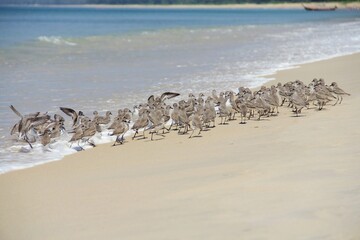 Gerbil birds on the beach