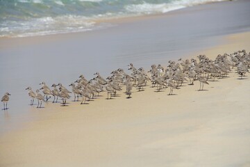 Birds on the beach