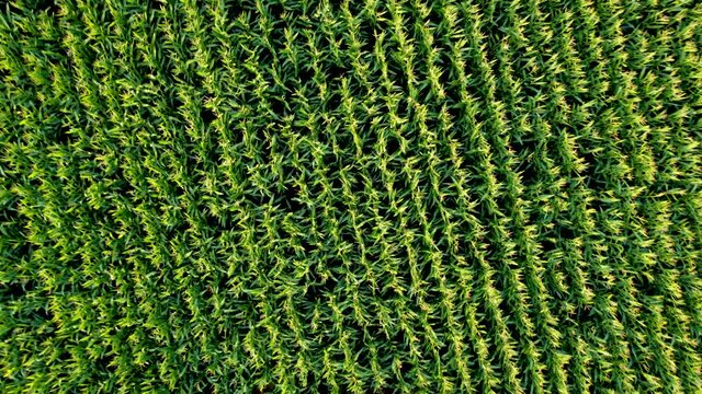 Drone rising and rotating over giant corn fild on sunny autumn day in september