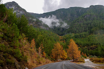 Newly paved empty mountain switchback road. Autumnal background with yellow leaves on trees wet...