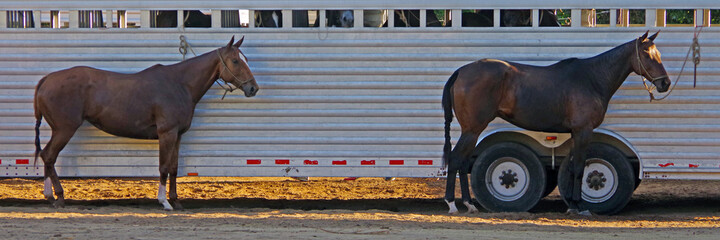 Two polo horses waiting in front of a long horse trailer with other horses inside
