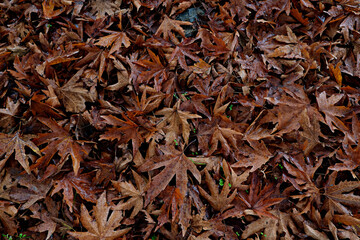 Bunch of brown fallen leaves scattered on the ground. Symbolic autumnal background with a lot of copy space for text. Top view, flat lay.