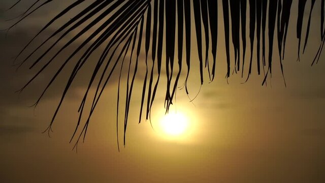 Tropical orange sunset behind silhouette of big palm leaf in slow motion. Resort and spa concept