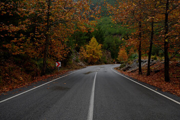 Fototapeta na wymiar Newly paved empty mountain switchback road. Autumnal background with yellow leaves on trees wet after the rain. Close up, copy space for text.