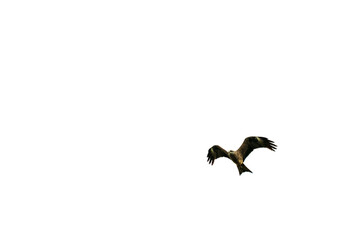 Isolated flying bird of prey