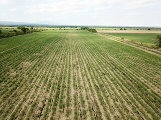 Sugar cane growing plantation in Argentina