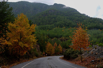 Newly paved empty mountain switchback road. Autumnal background with yellow leaves on trees wet after the rain. Close up, copy space for text.