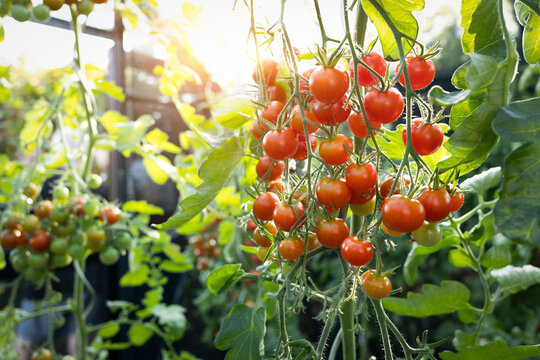 Strauchtomaten im Gew&auml;chshaus z&uuml;chten