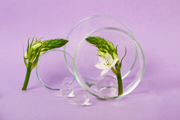 Petri dishes staying on the purple backgrounds with flower branch inside.Glass balls near it.Concept of the research and creating cosmetics.