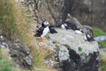 Fratercula arctica in mykines, faroe islands.
Puffin on its way to nesting burrow in breeding colony.