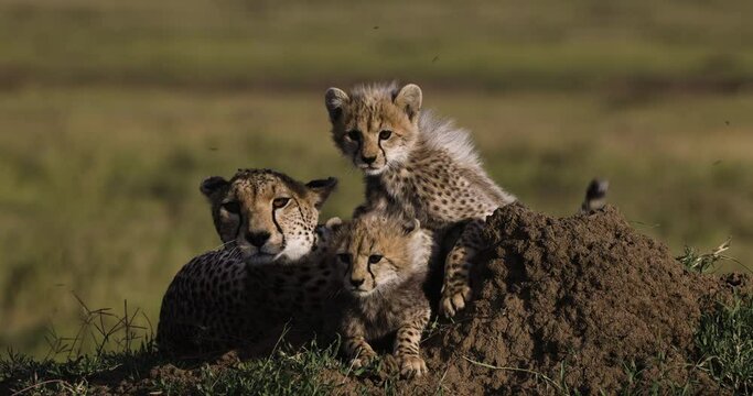 Close-up front view of two cute young cheetah cubs interacting with their mother while lying on a termite mound in African savannah grasslands