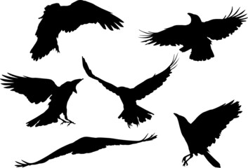 group of six crows black silhouettes
