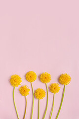 Blooming yellow dandelion flowers with on pink paper background flat lay with copy space. Minimalism concept.