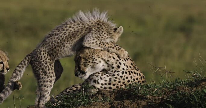 Close-up front view of two cute young cheetah cubs interacting with their mother while lying on a termite mound in African savannah grasslands