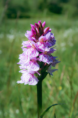 pink and white flowers