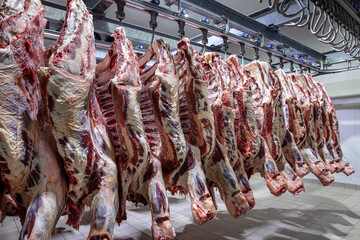 Close up of a half cow pieces hung fresh and arranged in a row in a large refrigerator in the...