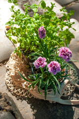 Textile shopping bag full with home plants in a beautiful green garden on a sunny day.
