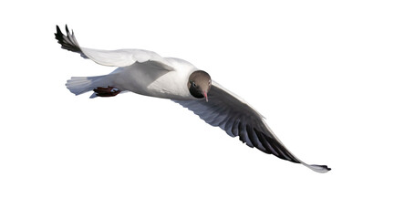 Obraz premium black-head one isolated on white gull photo