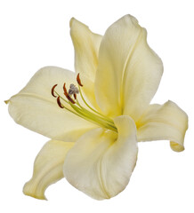 Fototapeta na wymiar big isolated light yellow one lily bloom