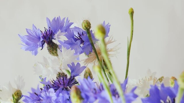Dianthus campestris. Blue flowers on a white background. The carnation is wild.