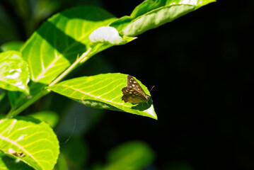 Speckled Wood Butterfly (Pararge aegeria) with partially open wings perched on green leaf in Zurich, Switzerland