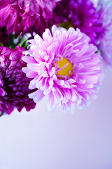 beautiful openpink and purple chrysanthemum flower.