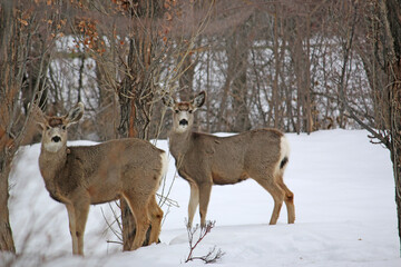 	
Mule deer in winter	
