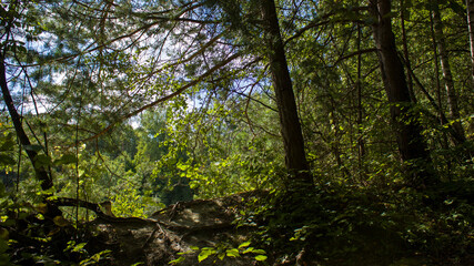 Outskirts of Grodno, Belarus. Early autumn landscape. Trees on the shore of the lake with protruding roots and the sky in the gaps of the trees. Light and shadow.
