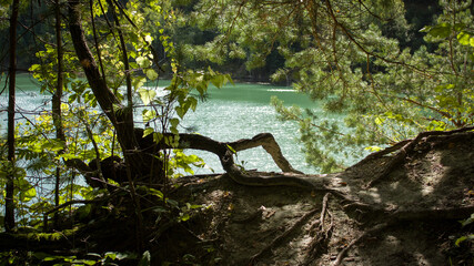 Outskirts of Grodno, Belarus. Early autumn landscape. A green lake surrounded by forest trees, steep banks, bizarrely curved tree roots.