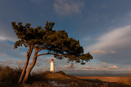 View to the postcard picture lighthouse with pine tree and beautiful lagoon landscape on the Baltic island of Hiddensee.