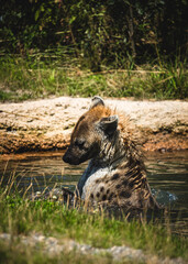 Spotted hyena played in the water at a hot summer day.