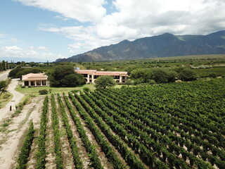 Fototapeta na wymiar mountainous vineyards in northern Argentina shooted with drone