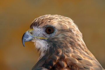 A close-up shot of a red tailed buzzard