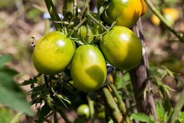 unripe green homemade tomatoes that grow in the garden