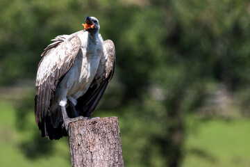 A white backed vulture sits on an old tree stump and feeds