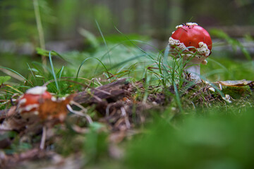 A red fly agaric grows in the grass in the autumn forest.