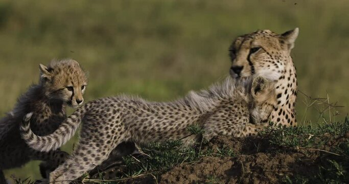Close-up front view of female cheetah preening her cute young cub lying on a termite mound in African savannah grasslands