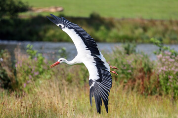A white stork flies low to the ground