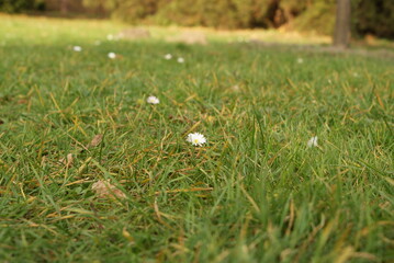 The first Daisy flowers on grass in park.
