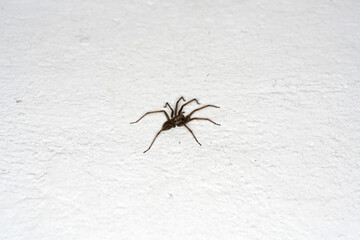 spider on a web