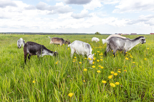 Cute free range goatling on organic natural eco animal farm freely grazing in meadow background. Domestic goat graze chewing in pasture. Modern animal livestock, ecological farming. Animal rights.
