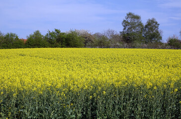 Fototapeta premium Rapsfeld bei Langstadt