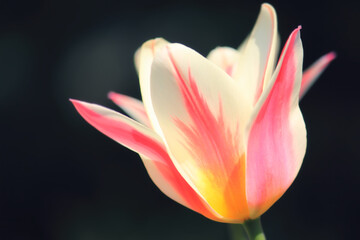 Sunlit soft focus pink and white Marilyn tulip flower heads on a dark background
