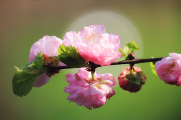 Sunlit soft focus brunch with pink almond flowers (Amygdalus triloba or Prunus triloba) on a green background