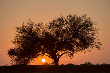 Árbol 